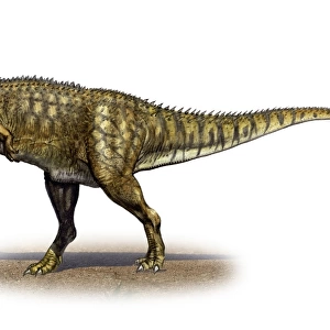 Carnotaurus sastrei, a prehistoric era dinosaur