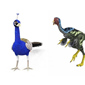 A Caudipteryx compared to a modern adult peacock