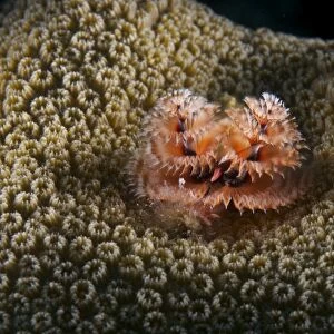 Christmas Tree Worm in hard coral