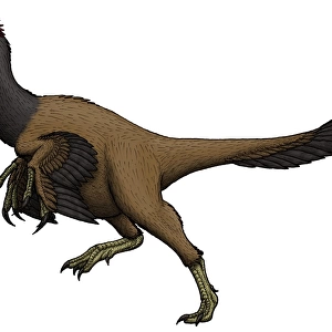 Citipati, an oviraptorid from the Cretaceous Period