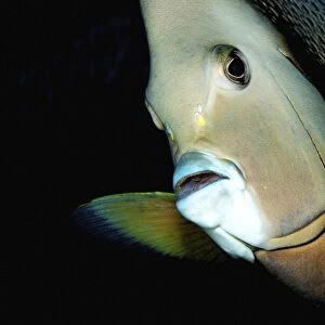 Close-up view of a gray angelfish, Grand Cayman