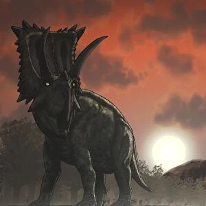Coahuilaceratops walking through a Cretaceous sunset