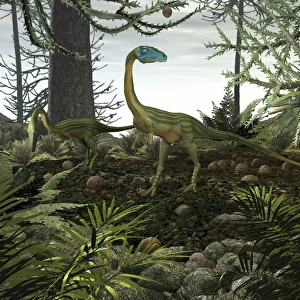 Coelophysis dinosaurs walk amongst a forest