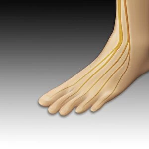Conceptual image of human foot with nervous system