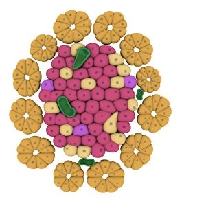 Conceptual image of pancreatic islet of Langerhans
