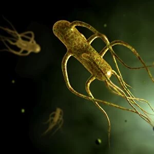 Conceptual image of salmonella typhi causing typhoid