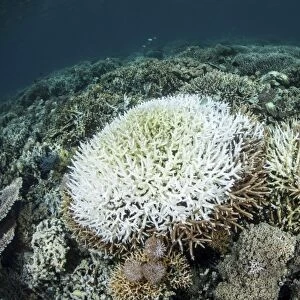 Coral colonies are beginning to bleach on a reef in Indonesia