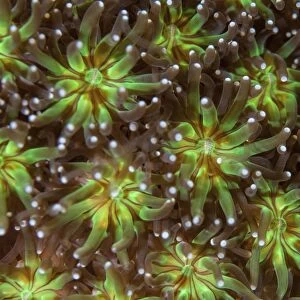 Coral polyps wait for plankton on a reef