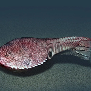 Ctenaspis is a jawless fish from the Early Devonian of Norway