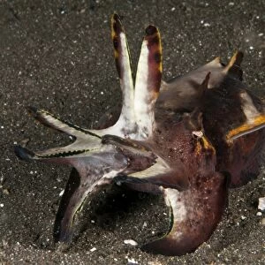 Cuttlefish with tentacles extended, North Sulawesi