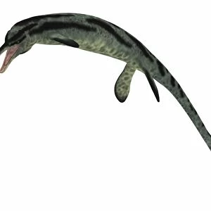 Cymbospondylus, an early ichthyosaur from the Triassic Period
