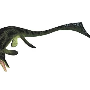 Cymbospondylus ichthyosaur from the Triassic Period