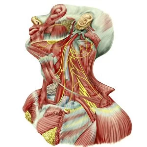 Detailed dissection view of human neck
