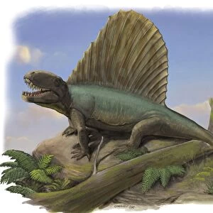 Dimetrodon limbatus, a prehistoric animal