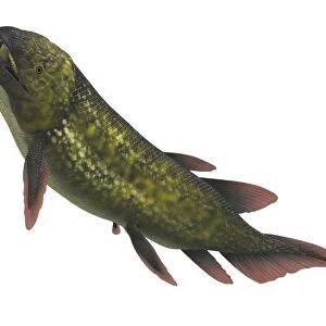 S Cushion Collection: Salamanderfish