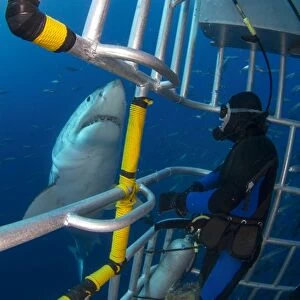 Diver observes a male great white shark from inside a shark cage