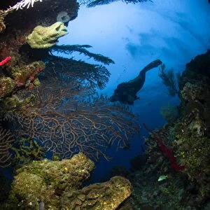 Diver swims over a reef, Belize