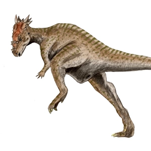 Dracorex dinosaur