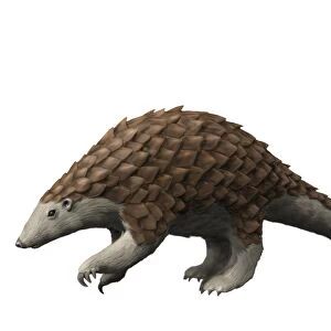 Eomanis waldi is a pangolin from the Eocene epoch of Germany