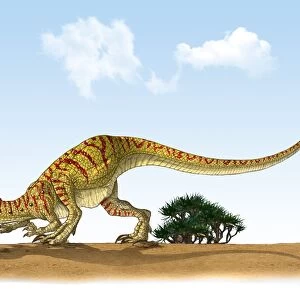 Eoraptor, an early dinosaur that lived during the late Triassic Period