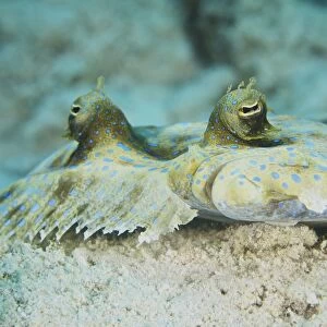 The face of a Peacock Flounder camouflaged on the ocean floor