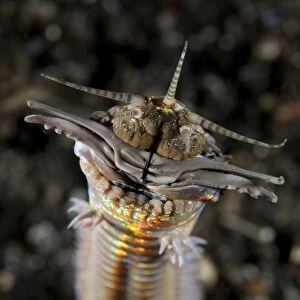 Facial and body view of the predatory Bobbit worm, Indonesia