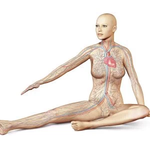 Female body sitting in dynamic posture with circulatory system superimposed