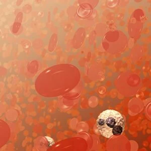 Field of blood cells illustration