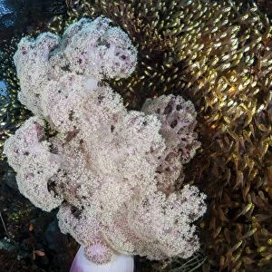 Golden sweepers surround a soft coral colony in Indonesia