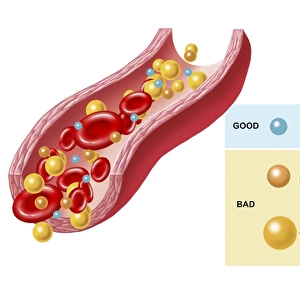 Good and bad cholesterol found in blood stream