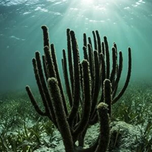 Gorgonians grow on a shallow reef off the coast of Belize