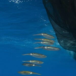 Group of squids in formation near fishing net