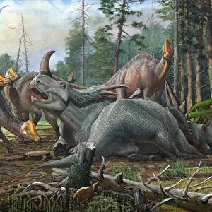 A group of young Hypacrosaurus approach a couple Rubeosaurus relaxing in the woods