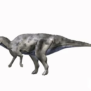Hadrosaurus foulkii, Late Cretaceous of New Jersey