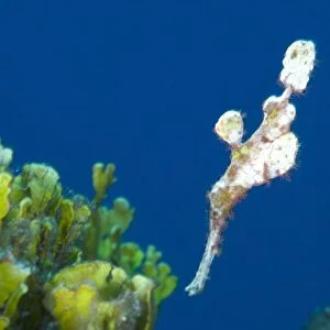 A Halimeda ghost pipefish near coralline algae beds