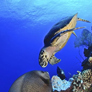 Hawksbill sea turtle and gray angelfish share a special moment