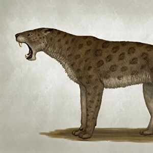 Homotherium latidens, a big sabertooth cat of the Pliocene Epoch