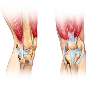 Human knee cutaway illustration