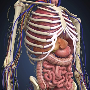 Human midsection with internal organs