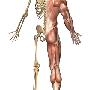 The human skeleton and muscular system, front view