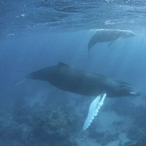 A humpback whale and her calf in the Caribbean Sea
