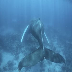 A humpback whale in the Caribbean Sea