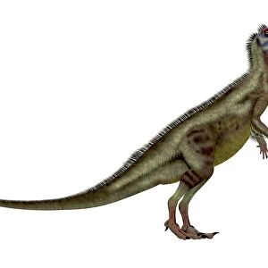 Hypsilophodon is an omnivorous dinosaur that lived during the Cretaceous period