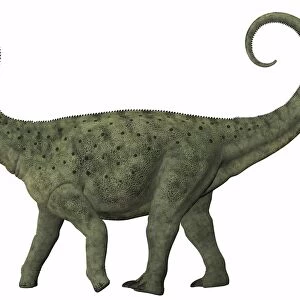 A juvenile Saltasaurus sauropod dinosaur of the Cretaceous Period