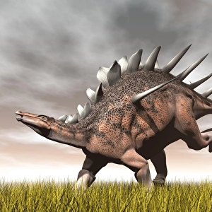 Kentrosaurus dinosaur running on the yellow grass