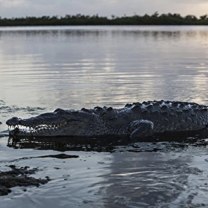 A large American crocodile surfaces in Turneffe Atoll, Belize