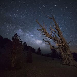A large bristlecone pine in the Patriarch Grove bears witness to the rising Milky Way