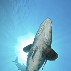 A large potato cod with oceanic blacktip shark in background