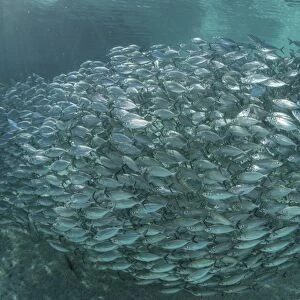 A large school of scad in the Solomon Islands
