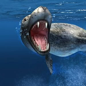 Leopard seal swimming underwater showing its sharp teeth